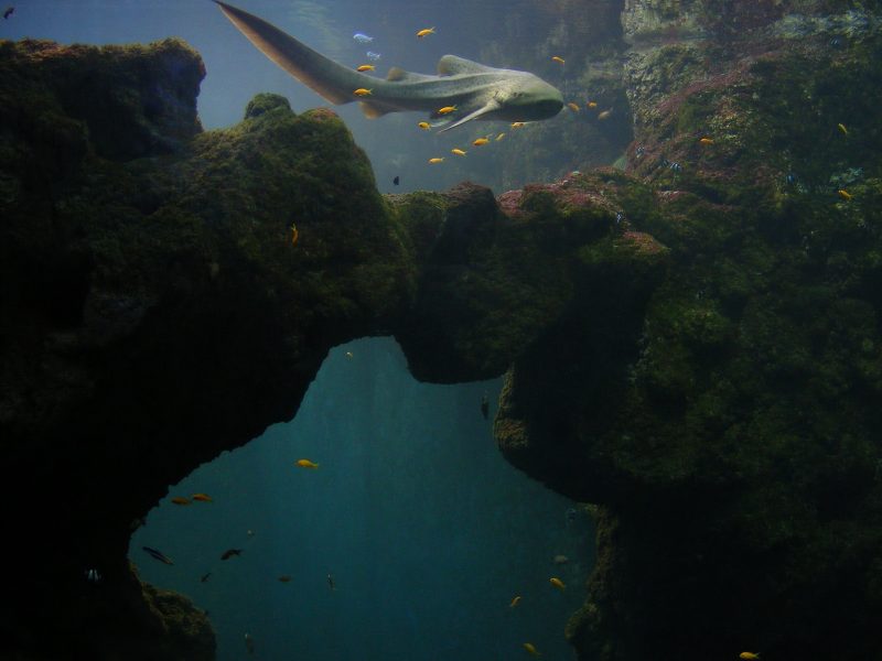 Aquarium de Lyon : plongée