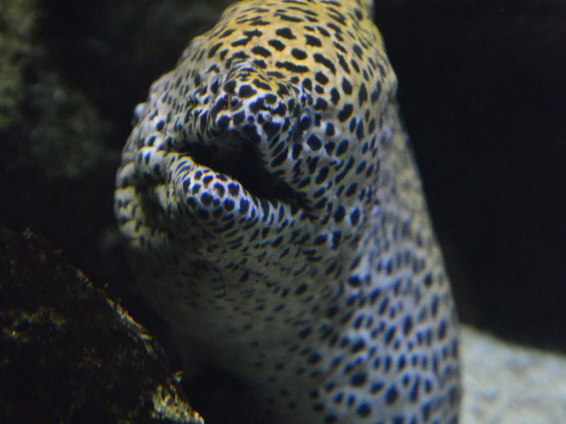 Aquarium de Lyon : poisson