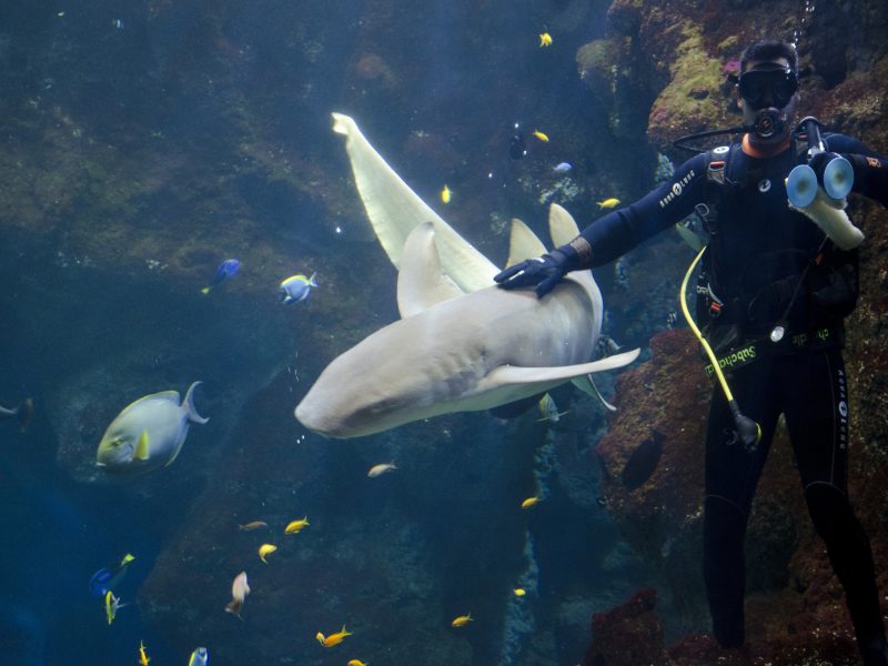 Aquarium de Lyon : requin